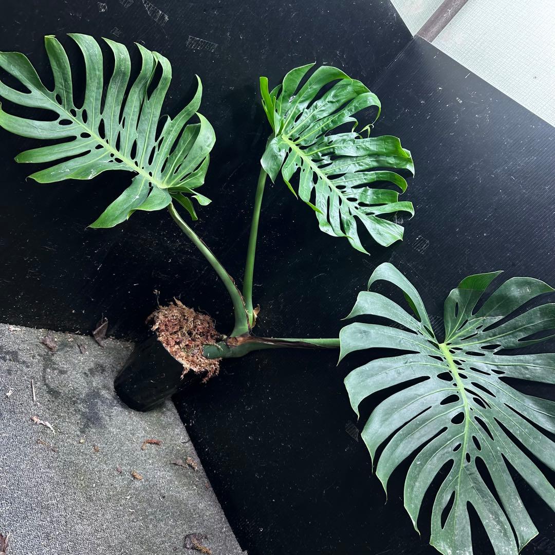 や*ぴ様 モンステラデリシオーサマクロコズム超希少系統鉢植え75㎝