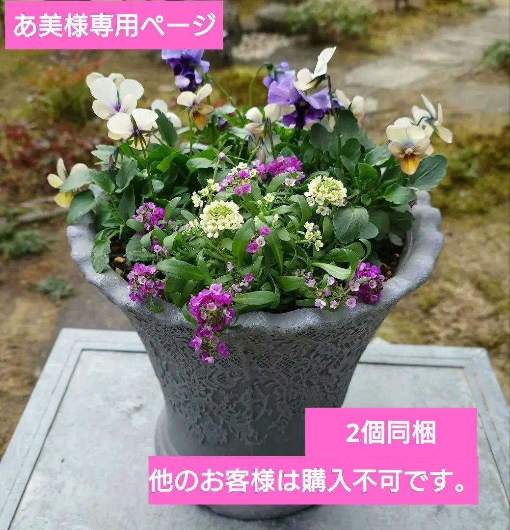 寄せ植え花　すみれ図鑑　あ美ページ